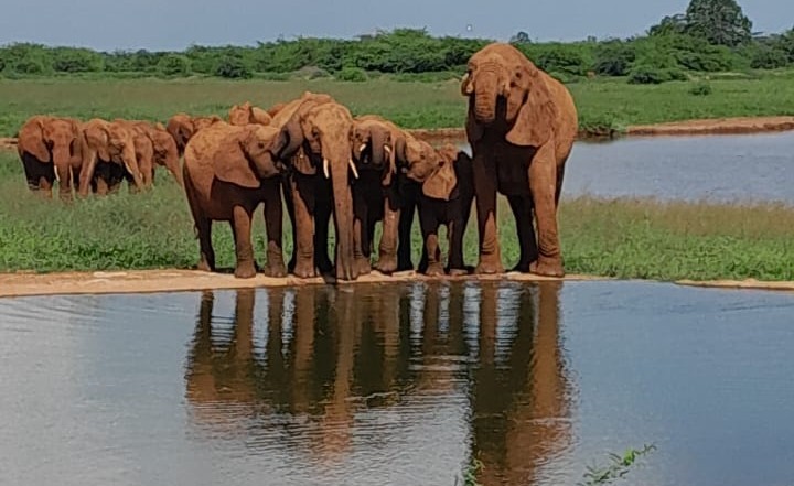 Amboseli Elephant Herds
